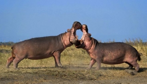 Katavi National Park