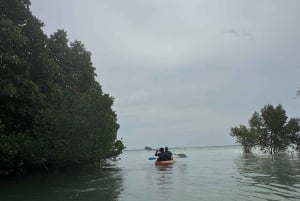 Kayak Mangrove Tour