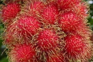 Kayak Tour in Mangrove Forest and Spice farm tour with lunch
