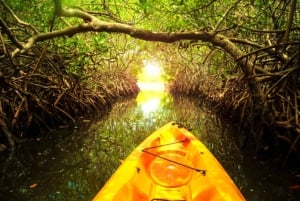 Kayak Tour in Mangrove Forest and Spice farm tour with lunch