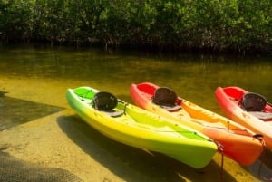 Kayak Tour in Mangrove Forest and Spice farm tour with lunch