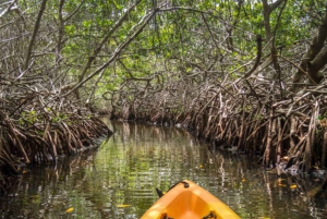 Kayak Tour in Mangrove Forest and Spice farm tour with lunch