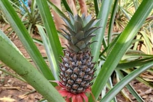 Kayak Tour in Mangrove Forest & Spice farm tour with lunch