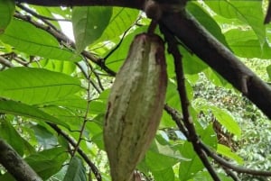 Kayak Tour in Mangrove Forest & Spice farm tour with lunch