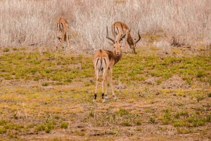 Kenia: 8-tägige Mittelklasse-Safari - All Inclusive