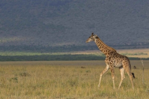 Kenia: 8-tägige Mittelklasse-Safari - All Inclusive