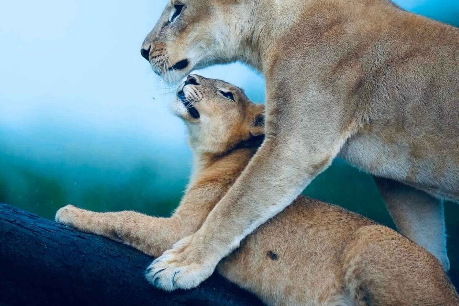 Kenya og Tanzania: 10-dages safari med den store migration