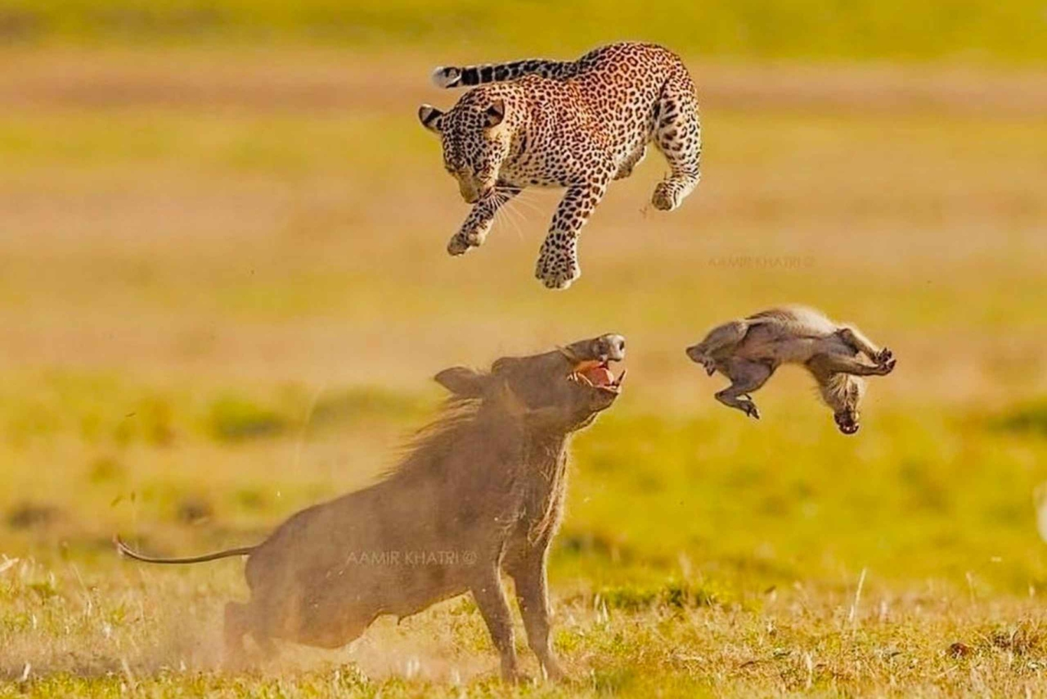 Kenya e Tanzania: Safari della Grande Migrazione di 10 giorni