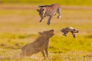 Kenya og Tanzania: 10-dages safari med den store migration