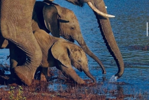 Kenya og Tanzania: 10-dages safari med den store migration