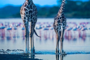 Kenya og Tanzania: 10-dages safari med den store migration