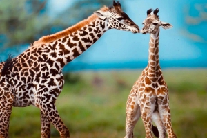 Kenya og Tanzania: 10-dages safari med den store migration