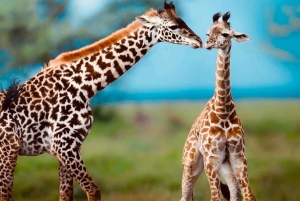 Kenya e Tanzania: Safari della Grande Migrazione di 10 giorni