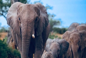 Kenya e Tanzania: Safari della Grande Migrazione di 10 giorni