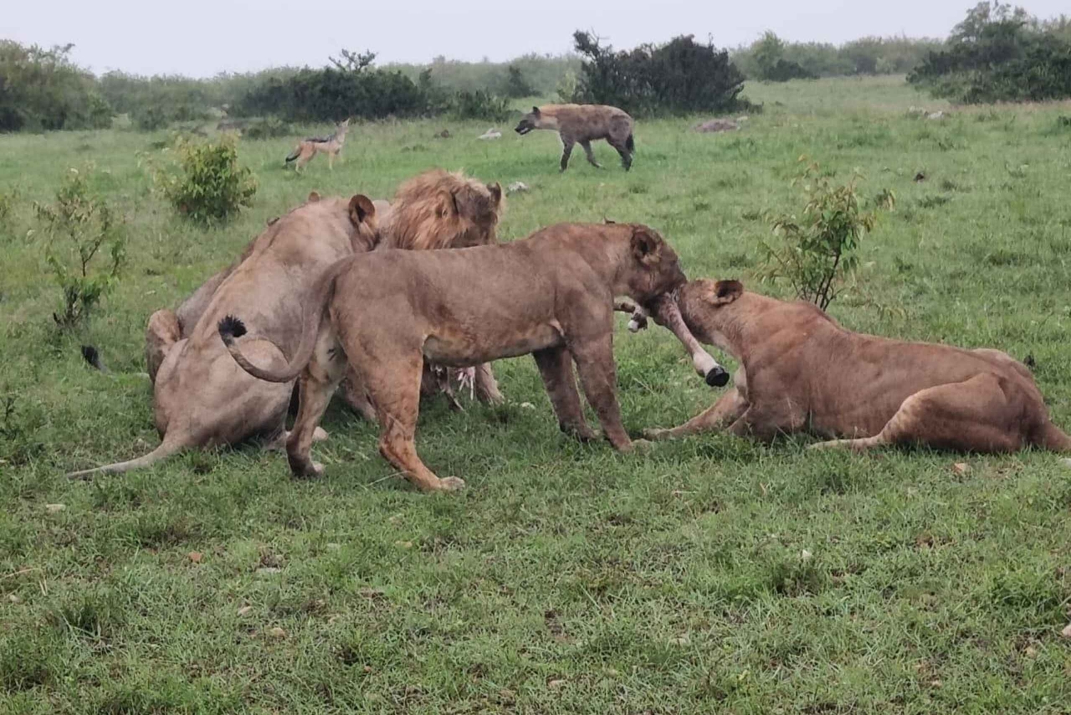 Kenia en Tanzania: 9-daags privé safaripakket voor het middensegment