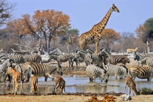 Kenya & Tanzania 7 Day African Safari