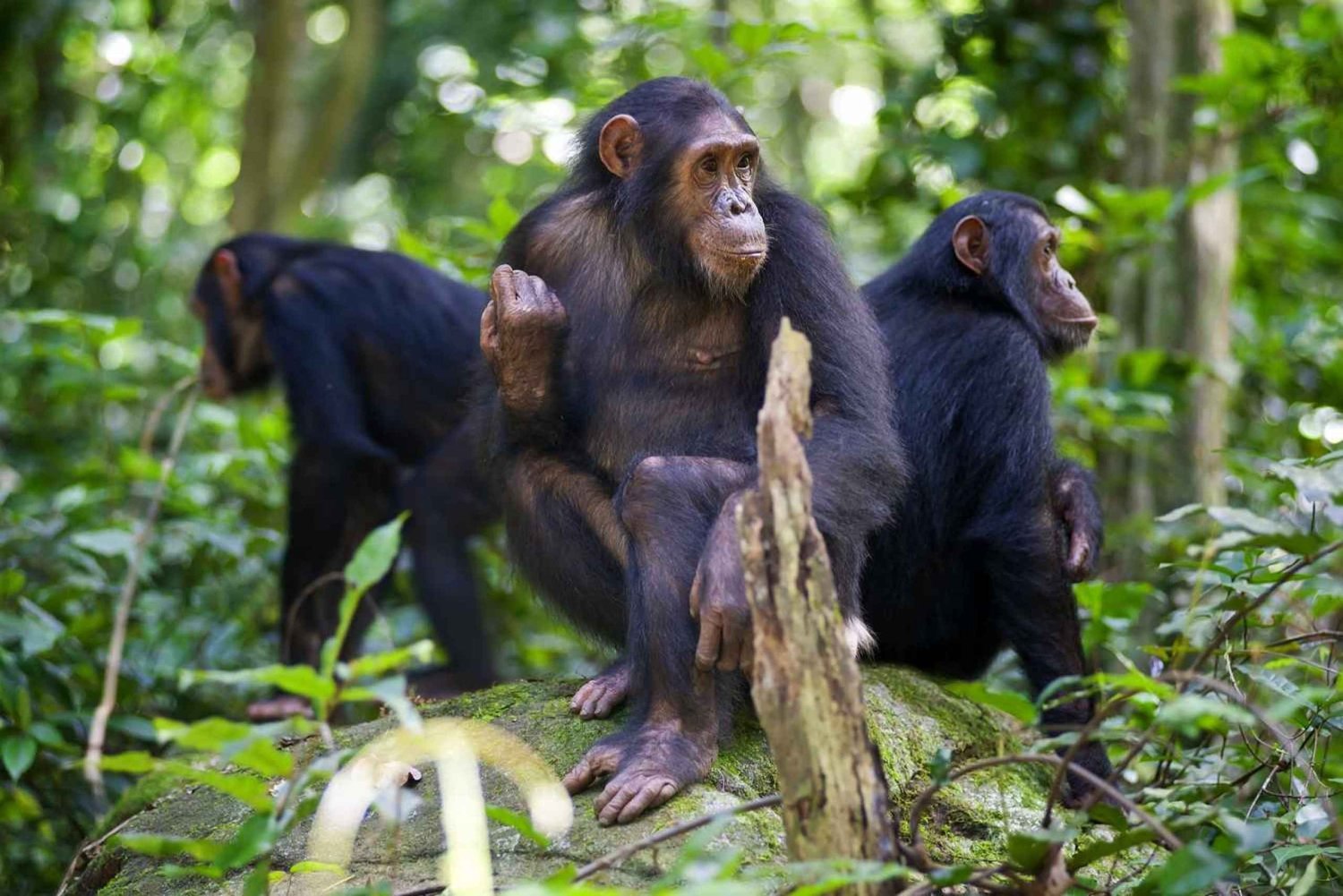 Kigoma: 2-tägiges Trekking im Gombe-Nationalpark auf den Spuren der Schimpansen