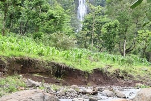 キゴマ：2日間ゴムベ国立公園チンパンジー・トレッキング