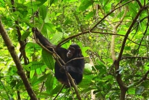 キゴマ：ゴンベ国立公園への日帰りツアー（チンパンジー・トレッキング付き）