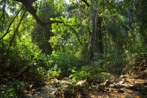 Kigoma: Escursione di un giorno al Parco Nazionale di Gombe con trekking degli scimpanzé