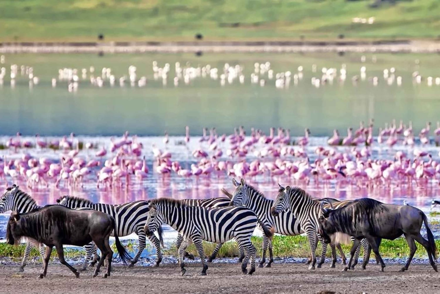 Kilimanjaro: 3 días de safari por el Serengueti y Ngorongoro