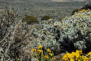 Kilimanjaro: 6 dages Machame Route Trek med hotelophold