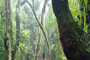 Kilimanjaro: ruta de senderismo de 6 días por Umbwe