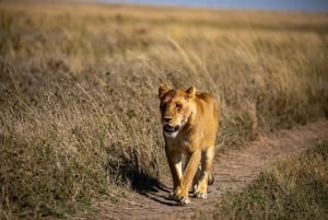 Kilimanjaro: 7-Day Big Five Luxury Tanzanian Safari Tour