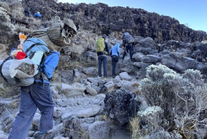 Kilimanjaro: 7 päivän Kilimanjaro-vaellus Umbwe-reittiä pitkin