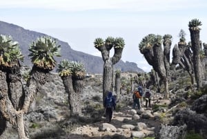 Kilimanjaro Besteigung - Rongai 6 Tage 5 Nächte