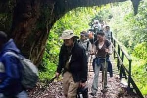 Desde Arusha/Moshi: Excursión de un día al Kilimanjaro por la Ruta de Marangu
