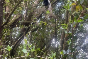 Excursión de un día al Kilimanjaro por Lemosho, Marangu o Machame
