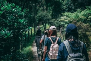 Escursione giornaliera sul Kilimangiaro - Tutto compreso, senza costi nascosti