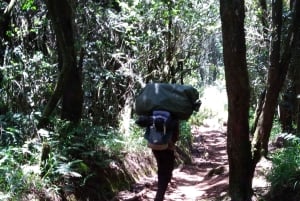 Kilimanjaro: Päiväretki -vaellus Mandara Hut Kilimanjarolle 2700m