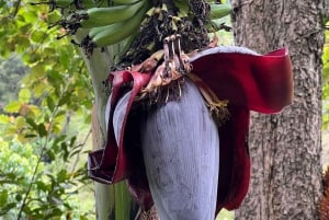 Kilimanjaro: vierailu maasai-kyliin, vesiputouksiin ja kahvikierrokselle