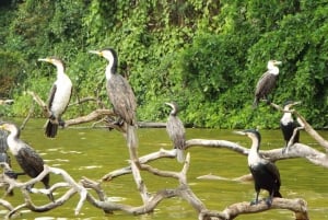 Kilimanjaro: Besøk i masailandsby, fossefall og kaffetur