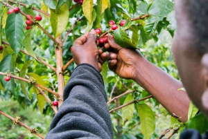 Kilimanjaro village walk, coffee tour, waterfalls &hot lunch