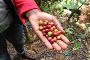 Kilimanjaro village walk, coffee tour, waterfalls &hot lunch