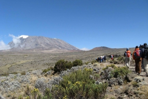 Kilimanjaro National Park: Cathedral Point Day Hike (3872m)