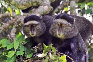 Kilimanjaro National Park: Cathedral Point Day Hike (3872m)