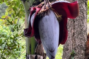 Kilimanjaro: Village Walk, Coffee Tour, Waterfall, and Lunch