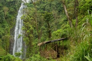 Kilimanjaro: Village Walk, Coffee Tour, Waterfall, and Lunch