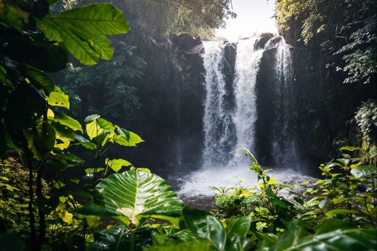 Kinuka Mori: Cultural and Nature day Trip with Lunch