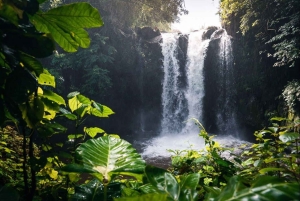 Kinuka Mori: Cultural and Nature day Trip with Lunch