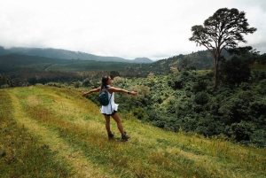 Kinuka Mori: Cultural and Nature day Trip with Lunch