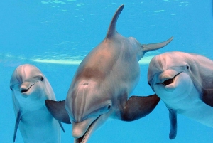 Tour de día completo de esnórquel y delfines en Kizimkazi con barbacoa