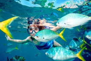 Tour de día completo de esnórquel y delfines en Kizimkazi con barbacoa