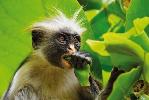 Kuza Cave, Jozani Forest, Spice Tour, The Island Pongwe