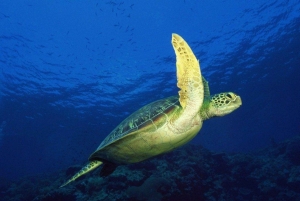 Пещера Куза, лес Джозани, ресторан The Rock, пещера Салаам