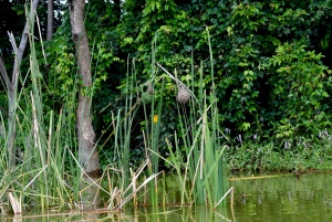 ドゥルティ湖：カヌー、自然散策、および追加オプション
